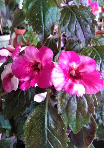  - Frumosi mei achi astazi