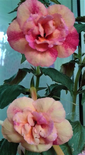  - Frumosi mei achi astazi