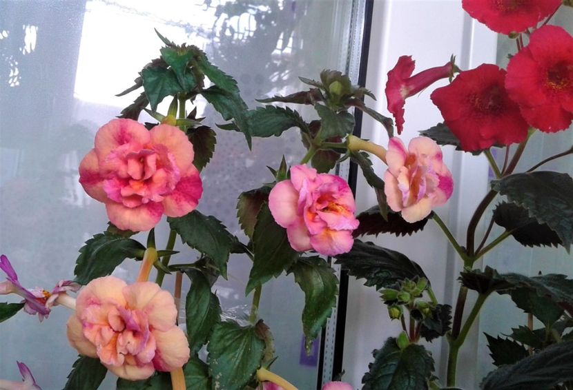  - Frumosi mei achi astazi