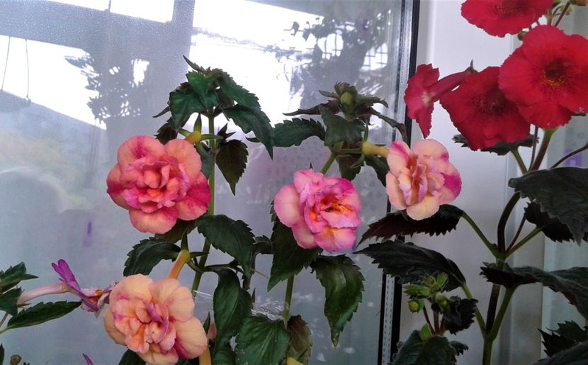  - Frumosi mei achi astazi