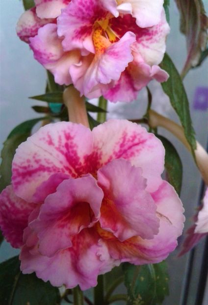  - Frumosi mei achi astazi