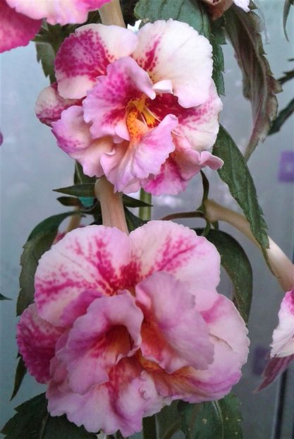  - Frumosi mei achi astazi