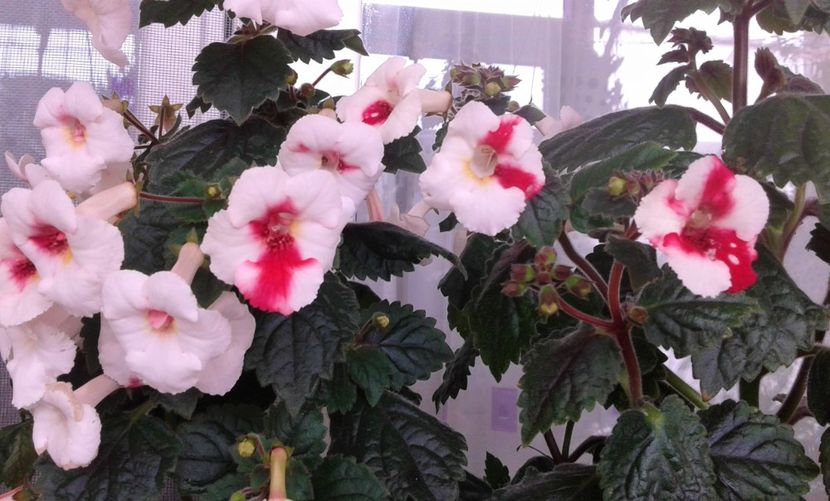  - Frumosi mei achi astazi