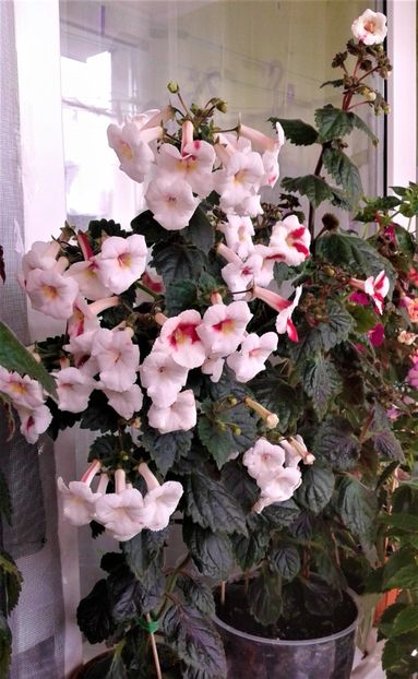  - Frumosi mei achi astazi