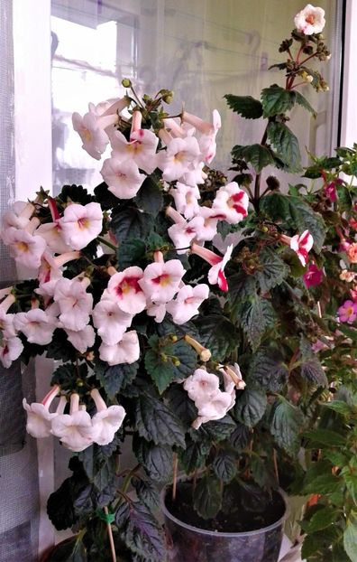  - Frumosi mei achi astazi