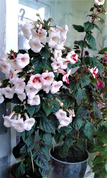  - Frumosi mei achi astazi