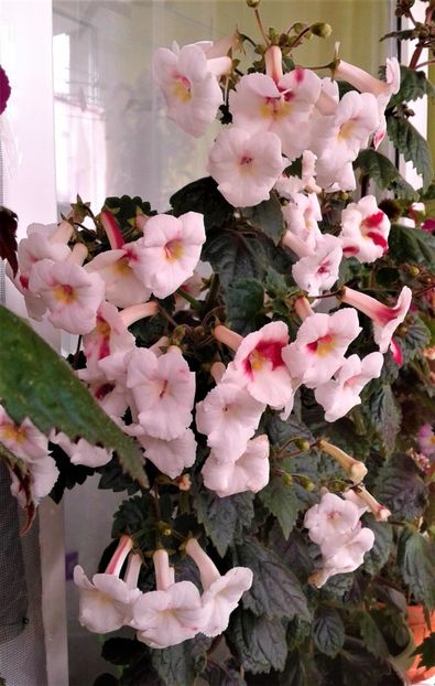  - Frumosi mei achi astazi