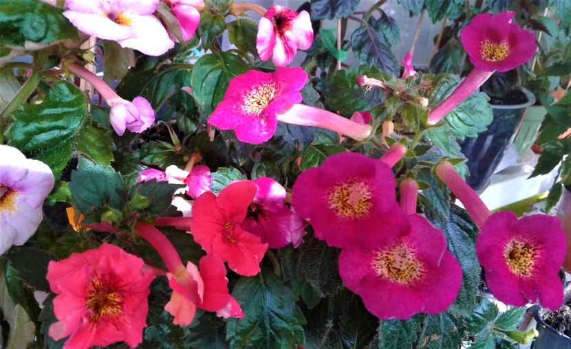  - Frumosi mei achi astazi