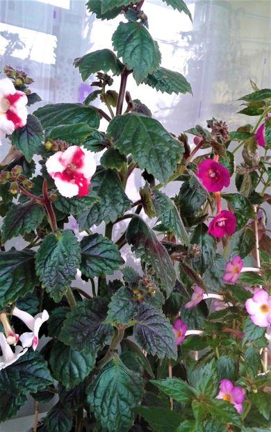  - Frumosi mei achi astazi