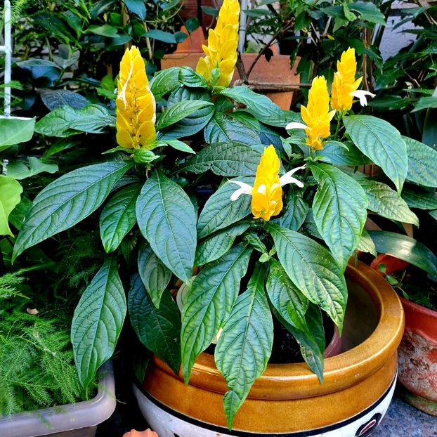  - Septembrie -octombrie 2022