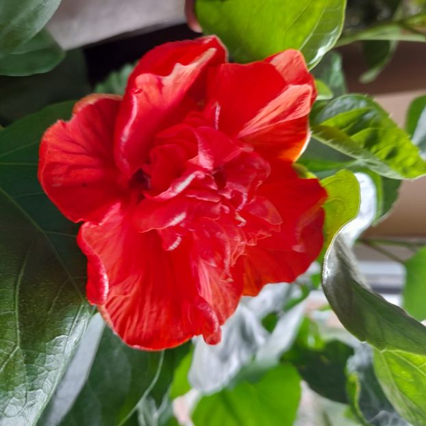 12.10.2022 - HIBISCUSI 2022-6