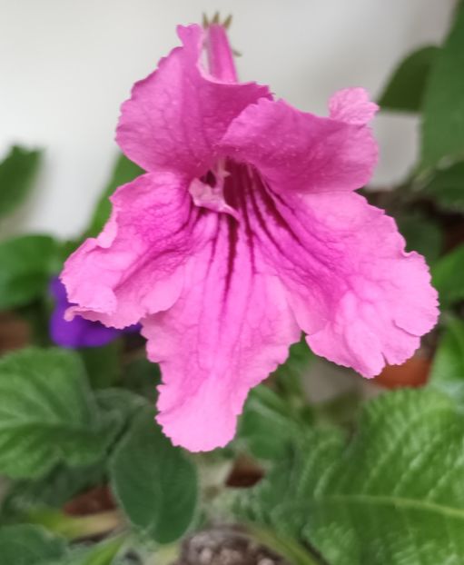  - STREPTOCARPUS