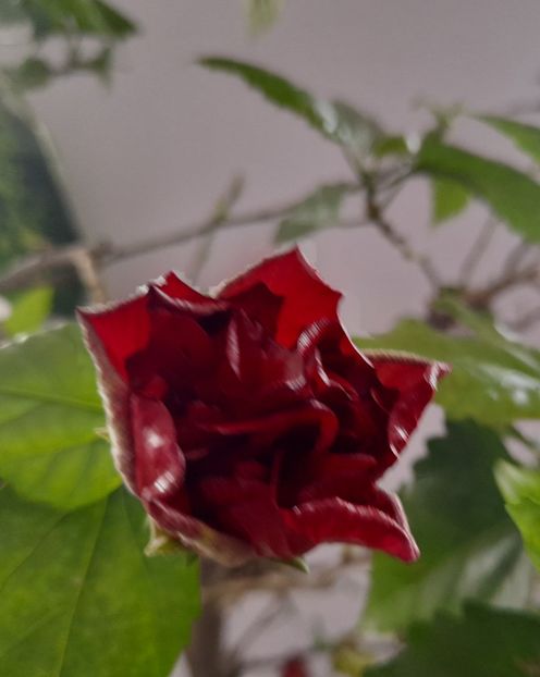  - Hibiscusi 2020 2022 2023