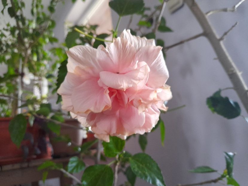  - Hibiscusi 2020 2022 2023