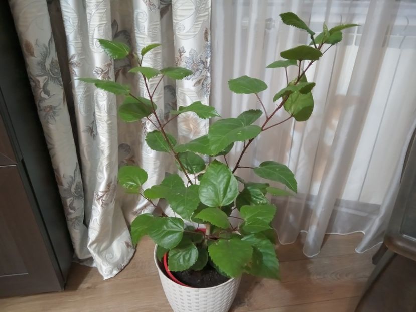  - 02 Hemerocalisi-hibiscusi-crini
