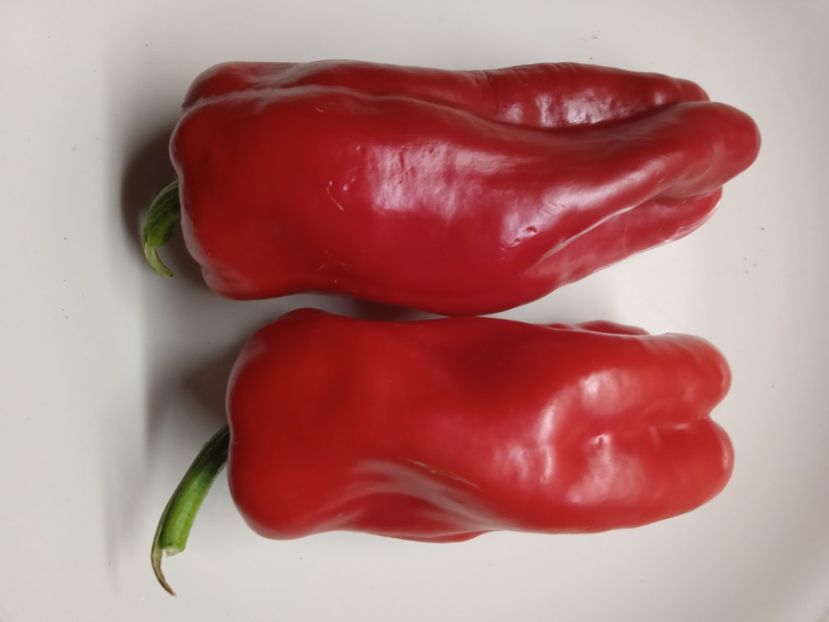  - SEMINTE ARDEI - A 64 CYBORG