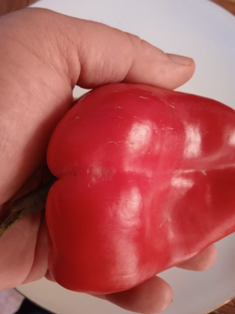  - SEMINTE ARDEI - A 44 BOGATYR