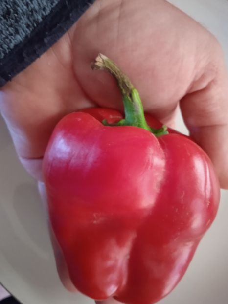  - SEMINTE ARDEI - A 44 BOGATYR