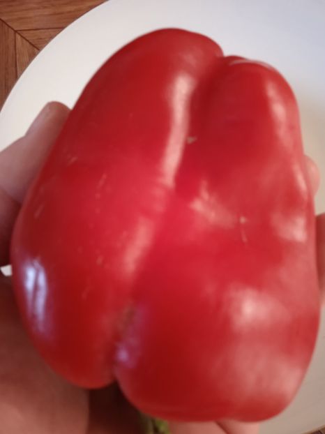  - SEMINTE ARDEI - A 44 BOGATYR