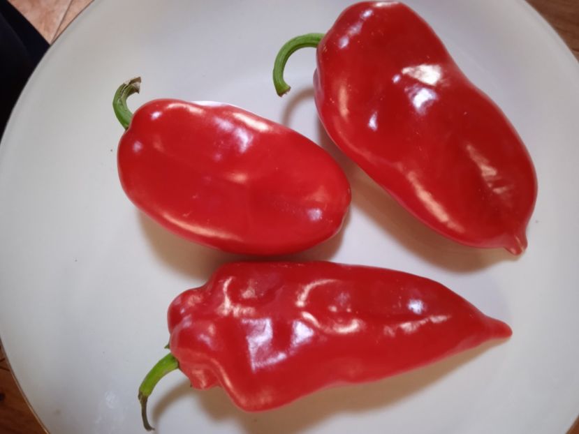  - SEMINTE ARDEI - A 51 - ARDEI CAPIA DUMBO