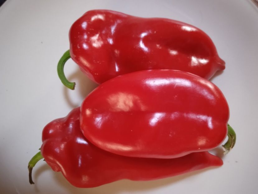  - SEMINTE ARDEI - A 51 - ARDEI CAPIA DUMBO