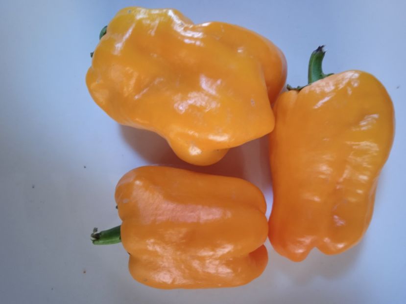  - SEMINTE ARDEI - A 46 ZOLOTAYA LAPAT