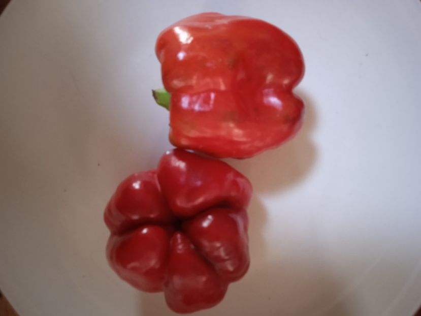  - SEMINTE ARDEI - A 69 PURPLE BELL