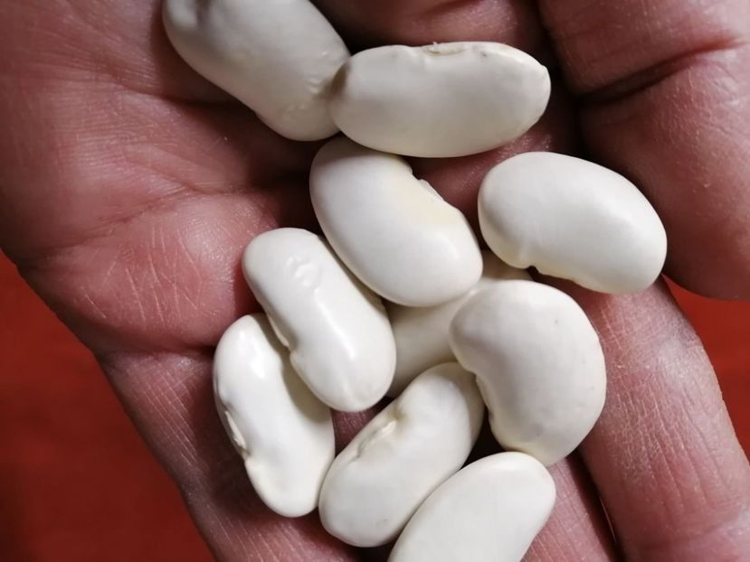  - SEMINTE FASOLE - D 213 SOISSONS RAME