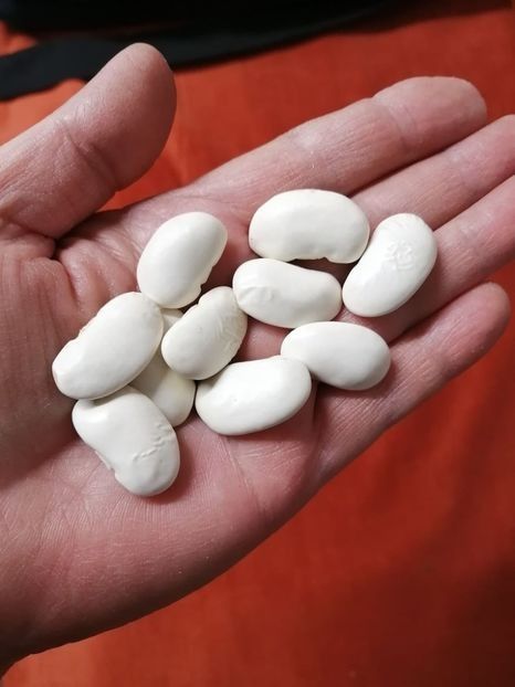  - SEMINTE FASOLE - D 213 SOISSONS RAME