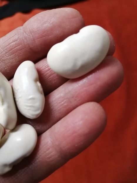  - SEMINTE FASOLE - D 213 SOISSONS RAME