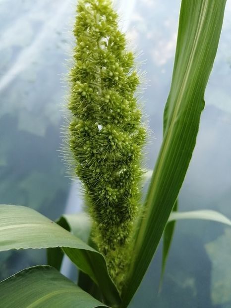  - SEMINTE MEI - D 199 Panicum miliaceum