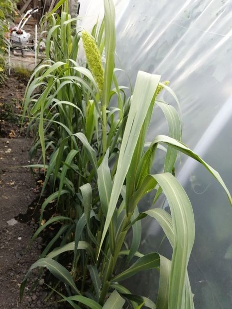  - SEMINTE MEI - D 199 Panicum miliaceum