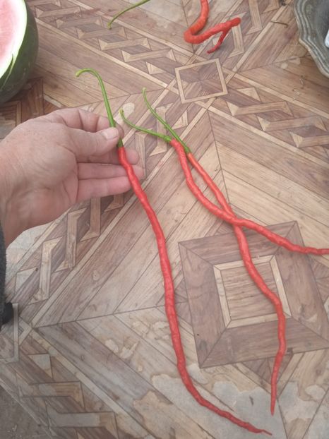  - SEMINTE ARDEI IUTE - AI 109 THUNDER MOUNTAIN LONGHORN