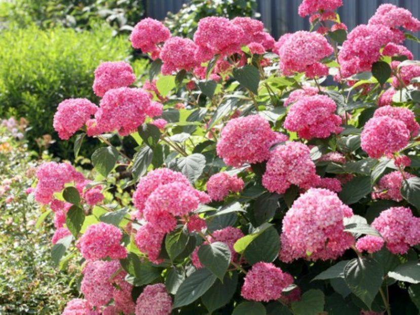 Hortensie-Pink-Annabell - A Arbusti pomi decorativi și fructiferi urcatoare de vanzare