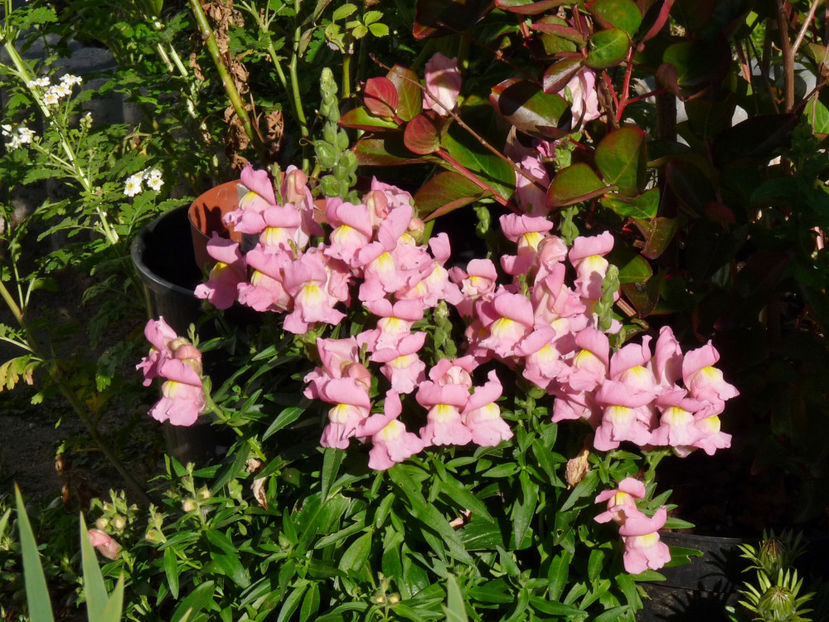  - Gura leului - Antirrhinum majus