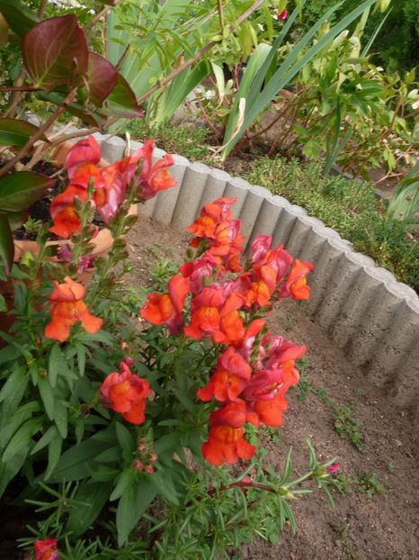  - Gura leului - Antirrhinum majus