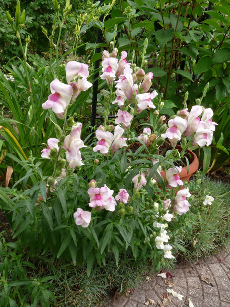  - Gura leului - Antirrhinum majus