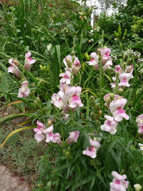  - Gura leului - Antirrhinum majus