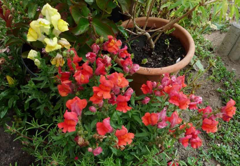  - Gura leului - Antirrhinum majus