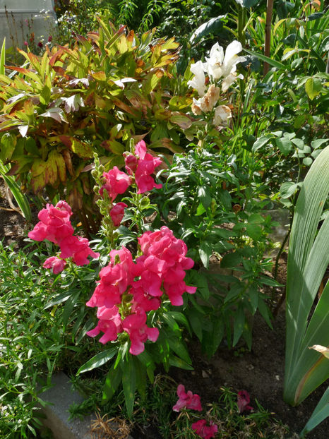  - Gura leului - Antirrhinum majus