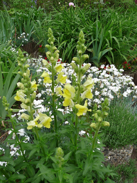  - Gura leului - Antirrhinum majus