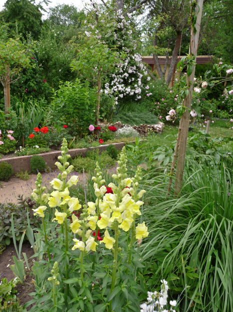  - Gura leului - Antirrhinum majus