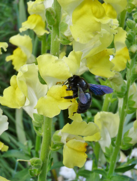 - Gura leului - Antirrhinum majus