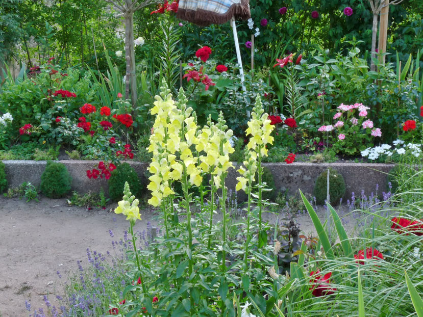  - Gura leului - Antirrhinum majus