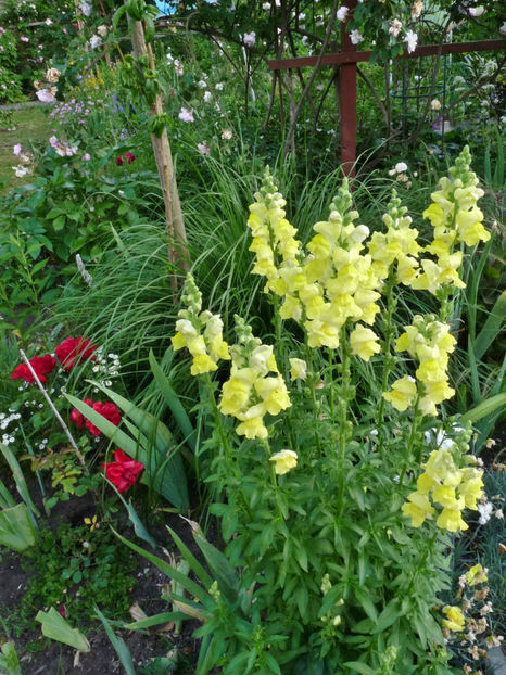  - Gura leului - Antirrhinum majus