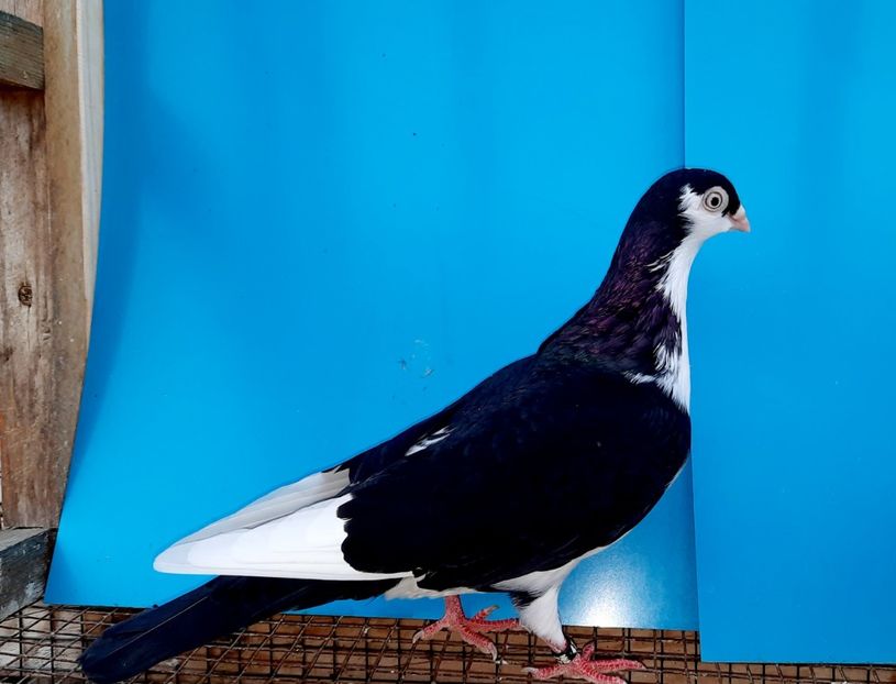 4792  femelă  2022_1 - tineret 2022