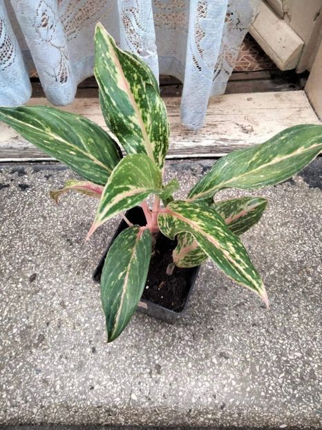 received_1736824393369968 - OCTOMBRIE 2022