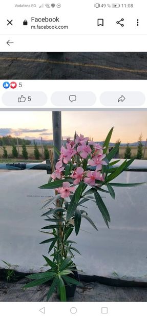 Screenshot_20221002_110825_com.android.chrome - OCTOMBRIE 2022