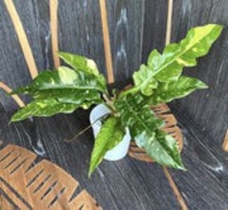 Philodendron_RingofFire_011_180x - OCTOMBRIE 2022