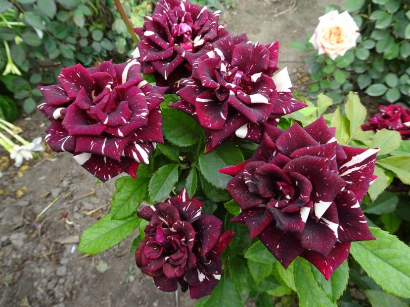 Hocus Pocus - OCTOMBRIE 2022